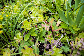 Plants in the mountains