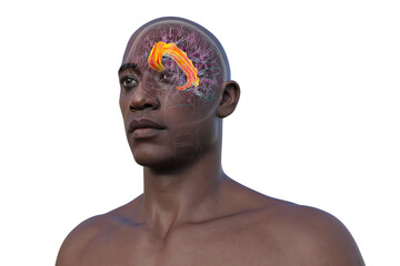 Human brain with highlighted cingulate gyrus, 3D illustration