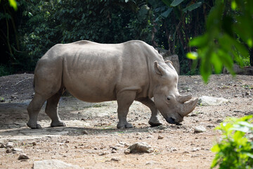 Javan rhinos are accompanying their children to sunbathe