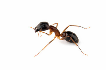 Banded Sugar Ant (Camponotus consobrinus) closeup isolated on white background