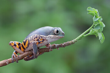 Phyllomedusa hypochondrialis climbing on leaves, Northern orange-legged leaf frog or tiger-legged monkey frog closeup on leaves 