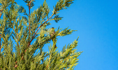 The sparrow in the tree. A bird in the leaves of a pine tree warmed by the sun. Looking up at the blue sky.