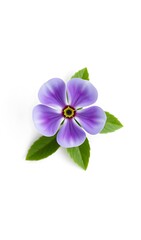 Delicate Purple Flower Blossom Close-Up. AI Generated