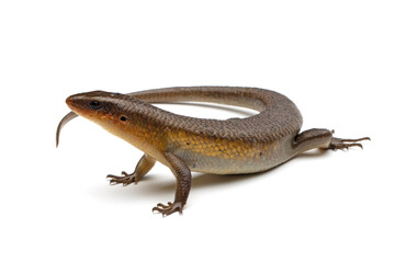 Eutropis multifasciata lizard closeup, Eutropis multifasciata lizard on isolated background, Eutropis multifasciata lizard female