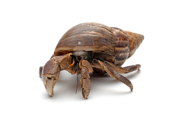 Hermit crab closeup isolated on white background, Hermit crab closeup