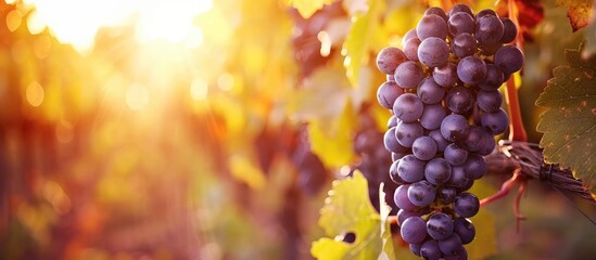 Vibrant Grapes Harvested in a Vineyard