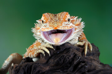 Obraz premium Bearded Dragon Hypo closeup head on isolated background, Bearded Dragon Red Hypo front view on wood, Bearded Dragon Hypo closeup