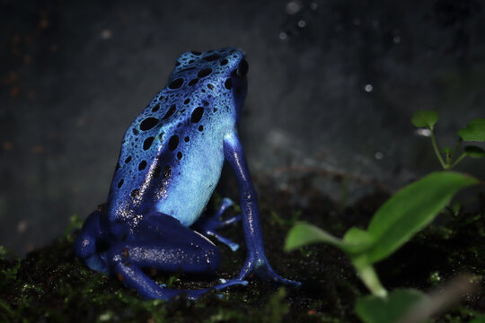 Poison Dart frog Tinctorius azureuz closeup on moss, Tinctorius azureuz closeup