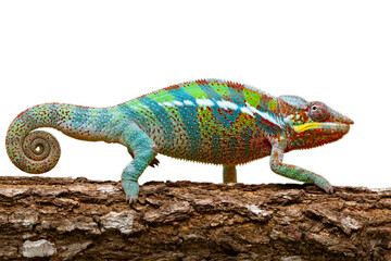 Beautiful color skin of panther chameleon on branch, The panther chameleon on tree
