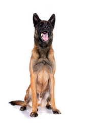 malinois in studio