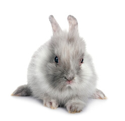 Obraz premium young Lionhead rabbit