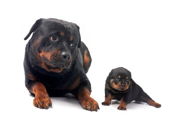 rottweilers in studio