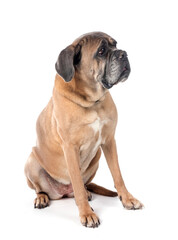 Obraz premium old cane corso