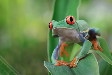 Red-eyed tree frog closeup on green leaves, Red-eyed tree frog (Agalychnis callidryas) closeup, Exotic animal of rain forest