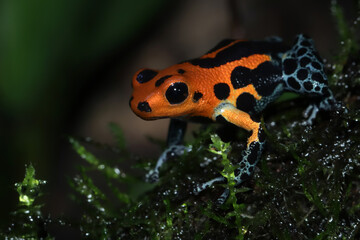Ranitomeya fantastica varodero on moss, Ranitomeya fantastica varodero closeup