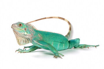 Blue Iguana closeup on isolated backgrond, Blue Iguana 