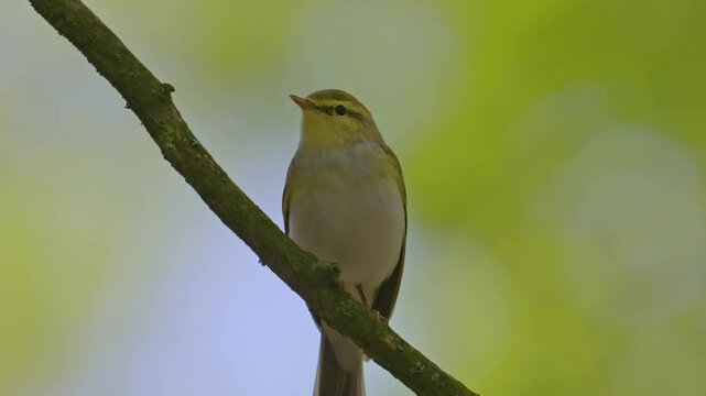 wood warbler (Phylloscopus sibilatrix) singing