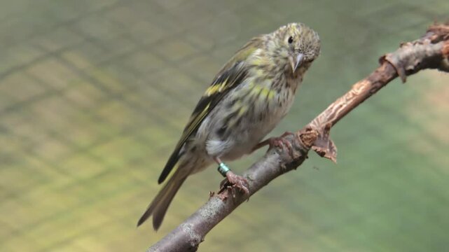 Eurasian siskin (Spinus spinus) digging food on branch