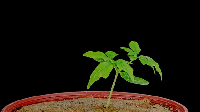 growing caigua plant time lapse mid stage