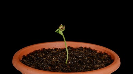 sugar melon plant growing time lapse