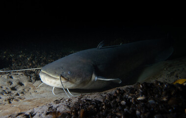 Majestic Catfish in the Depths of the Aare River: Underwater Wildlife Photography in Tranquil...