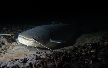 Majestic Catfish in the Depths of the Aare River: Underwater Wildlife Photography in Tranquil Freshwater Habitat