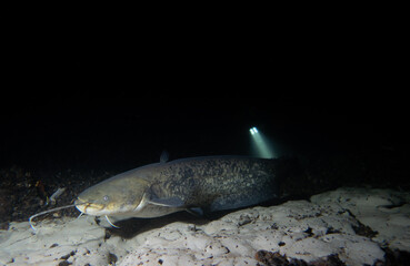 Majestic Catfish in the Depths of the Aare River: Underwater Wildlife Photography in Tranquil Freshwater Habitat