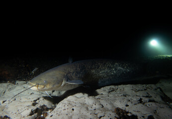 Majestic Catfish in the Depths of the Aare River: Underwater Wildlife Photography in Tranquil Freshwater Habitat