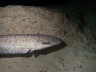 Majestic Catfish in the Depths of the Aare River: Underwater Wildlife Photography in Tranquil Freshwater Habitat