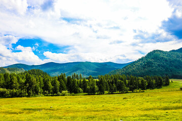 Nature. Altai Mountains