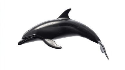 Black and White Dolphin Leaping Through the Air