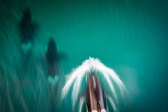 Orcas in Island