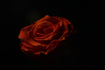 red rose on black