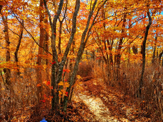 Obraz premium 지리산 단풍