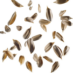 Sunflower seeds scattered in different patterns, isolated on a pure white background. PNG transparent.