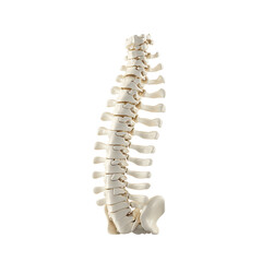 Fototapeta premium Detailed bone structure of a human spine. PNG transparent.
