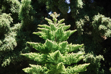 San Francisco Golden Gate Park Vegetation