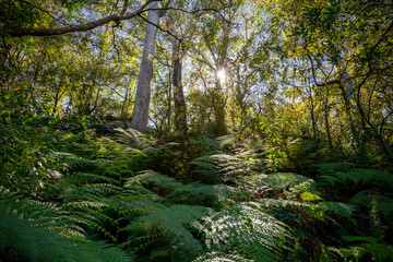 Sun VS Forest