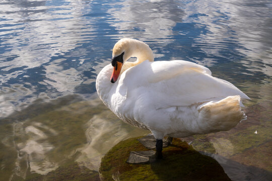 The Round Pond is an ornamental lake in Kensington Gardens, London, in front of Kensington Palace, UK