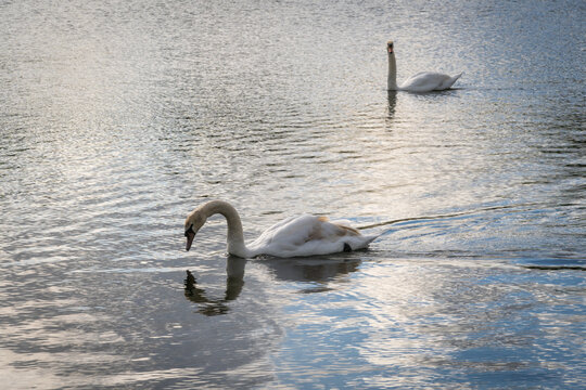 The Round Pond is an ornamental lake in Kensington Gardens, London, in front of Kensington Palace, UK