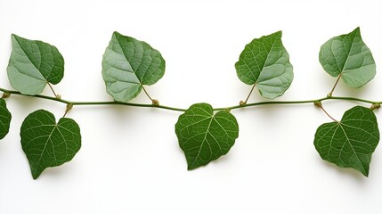 Fototapeta premium Set of tropical leaves isolated on white background. Tropical leaves exotic foliage.