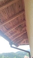 360)Japanese yellow hornet nest under the eaves of the second floor(Photo taken at 10:06. on august 19, 2015) vespa simillima xanthoptera