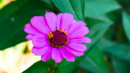 Obraz premium close up of pink flower