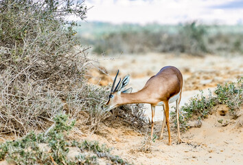 Dorcas gazelle (Gazella dorcas) is a beautiful small antelope, inhabits nature desert and savannah reserves in the Middle East, belongs to endangered species. No AI tools were used