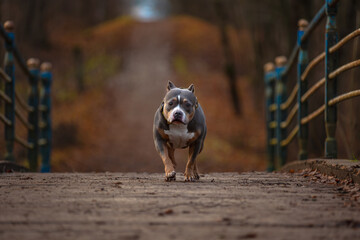 A dog runs across a bridge in an autumn park.