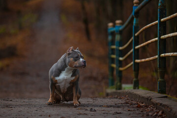 A dog is sitting on a bridge in an autumn park.