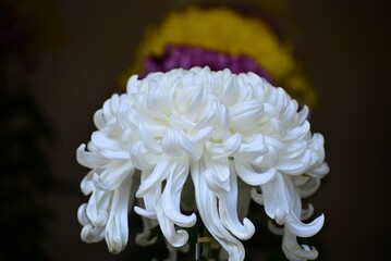 菊花展　大菊　古典菊　白色