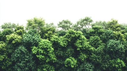 Fototapeta premium Lush Green Forest Canopy with Dense Foliage Overhead and Natural Light in a Peaceful Landscape for Outdoor and Nature Enthusiasts
