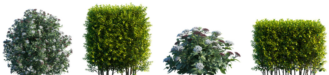 Set of Viburnum tinus and Ligustrum vicary frontal isolated png on a transparent background perfectly cutout