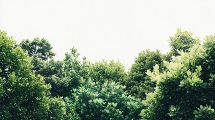 Obraz premium Lush Green Foliage Surrounded by Natural Beauty in a Vibrant Forest Landscape Capturing the Essence of Tranquility and Eco-Friendliness